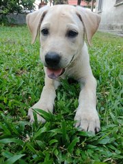 PF94645 - Labrador Retriever Mix Dog