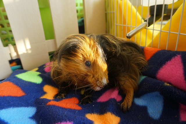 (Found) Guinea Pig - Guinea Pig Small & Furry