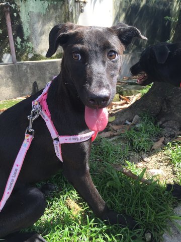 Sweet Pea - Labrador Retriever Mix Dog