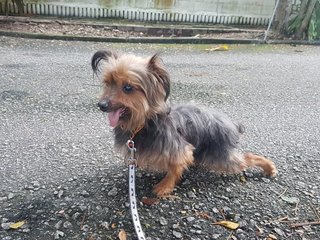 Pepsi - Silky Terrier Dog