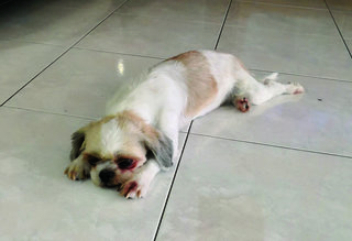 white colour Shih Tzu with beige colour patches