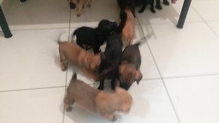 Fatt Pups - Mixed Breed Dog