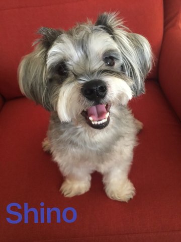 Shino - Schnauzer Dog