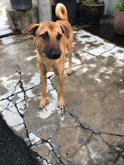 Phoenix - German Shepherd Dog Mix Dog