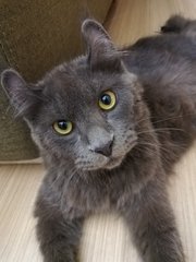 Panther - American Curl + Persian Cat