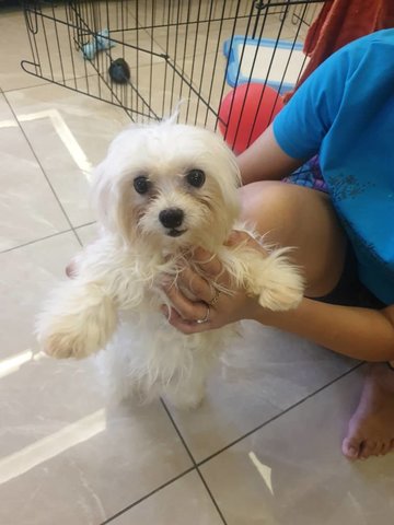 Adorable Male Maltese Puppy - Maltese Dog