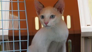 PF94745 - Siamese + Domestic Medium Hair Cat