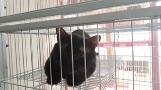 Kuroi　くろい (Fully Vaccinated &amp; Neutered) - Domestic Medium Hair Cat