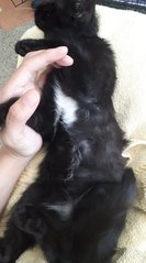 Boba - Tuxedo + Domestic Short Hair Cat