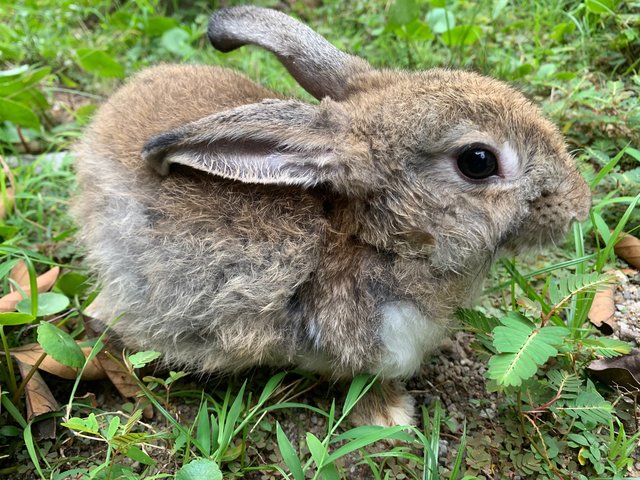 Lebbit - Bunny Rabbit Rabbit