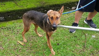 PF94793 - Mixed Breed Dog