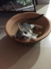 Moni - Domestic Short Hair Cat