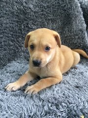 Pierre  - Mixed Breed Dog