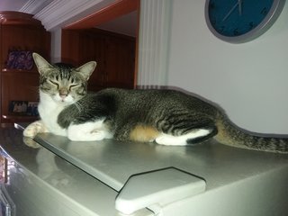 Perk - Tabby Cat
