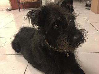 Schnauzer For Adoption  - Schnauzer Dog