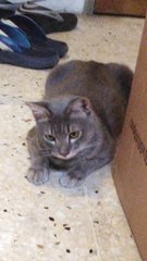 Grey - Domestic Short Hair Cat