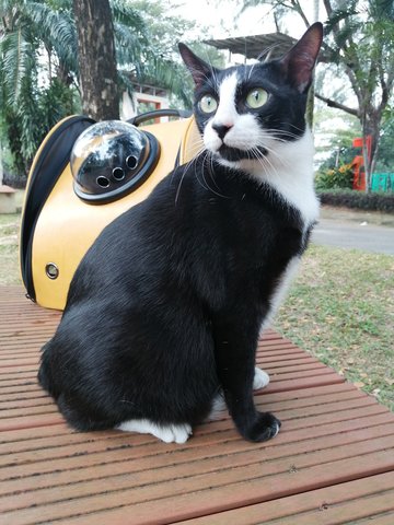 Kundang - Domestic Short Hair + Japanese Bobtail Cat