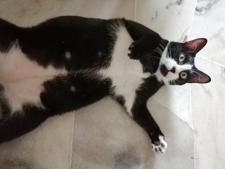 Kundang - Domestic Short Hair + Japanese Bobtail Cat