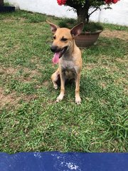 Tallulah(Short Tail) Ridgeback+g Shephe - Rhodesian Ridgeback + German Shepherd Dog Dog