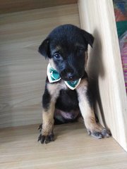 Jacjac - Mixed Breed Dog