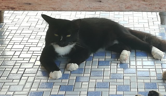 Blackie  - Domestic Medium Hair Cat