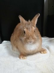 Chubby - Angora Rabbit Rabbit