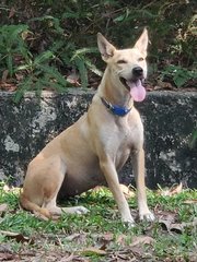 Jonni - Mixed Breed Dog