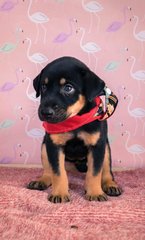 Female Puppies For Adoption - Mixed Breed Dog