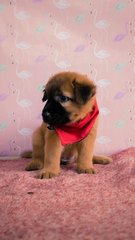 Female Puppies For Adoption - Mixed Breed Dog