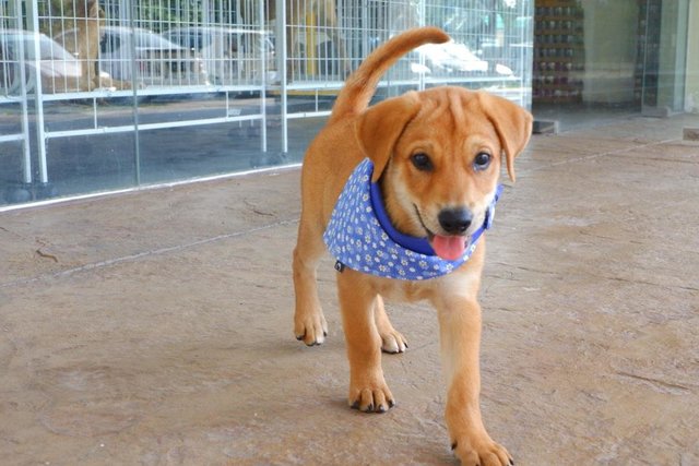 Male Puppies For Adoption  - Mixed Breed Dog