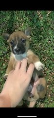 Brown Puppy - Mixed Breed Dog