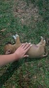 Brown Puppy - Mixed Breed Dog