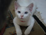 Benita - Domestic Short Hair Cat