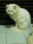 Prince Chester - Persian Cat