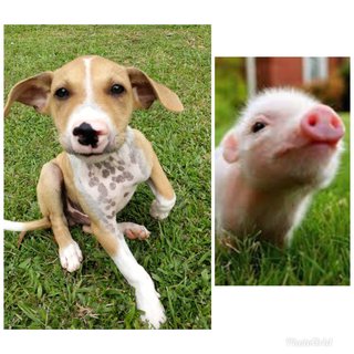 🌟❤️piggie Pups ❤️✨ - Mixed Breed Dog