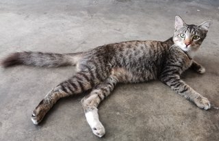 Foxy - Domestic Long Hair Cat