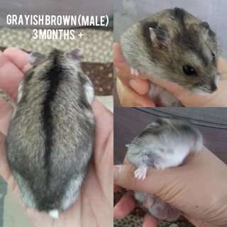 Baby Hamsters (2 Months) (Sold) - Short Dwarf Hamster Hamster