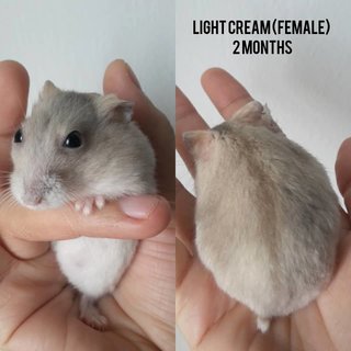 Baby Hamsters (2 Months) (Sold) - Short Dwarf Hamster Hamster