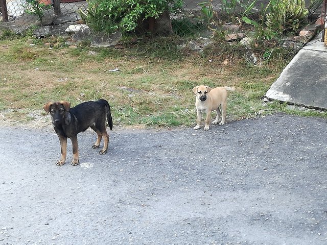 Milky And Buddy - Mixed Breed Dog