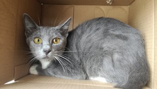 Oreo - Manx + British Shorthair Cat
