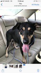 Dogs For Adoption - Mixed Breed Dog