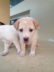 2 Female Puppies For Adoption - Mixed Breed Dog