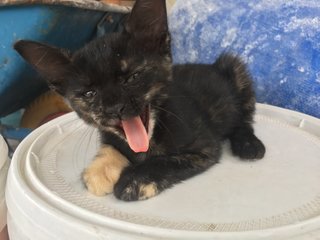 Pisang Merdeka - Tortoiseshell Cat