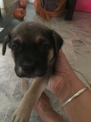 Milo - Mixed Breed Dog