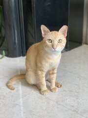 Boba - Domestic Short Hair Cat