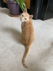 Boba - Domestic Short Hair Cat