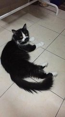 Olafed - Scottish Fold Cat