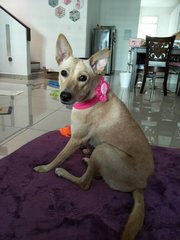 Pinkie - Mixed Breed Dog