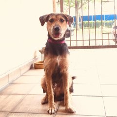 Fredy - Terrier Mix Dog