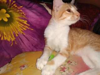 Tuku &amp; Melody - Domestic Short Hair Cat